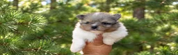 Pomerania perros en venta: Pomerania toy - Anuncio 2