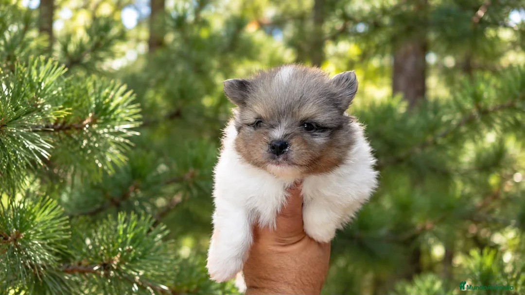 Pomerania perros en venta: Pomerania toy - Anuncio 2