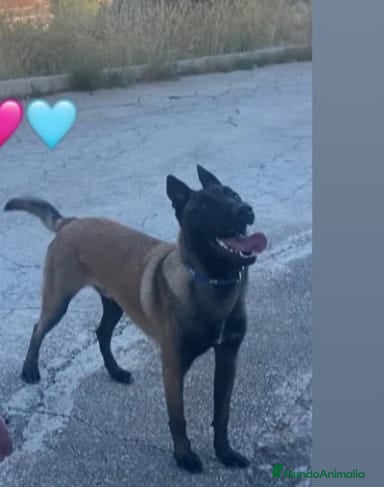 Pastor Belga Malinois perros CAMADA MALINOIS  - Anuncio 3
