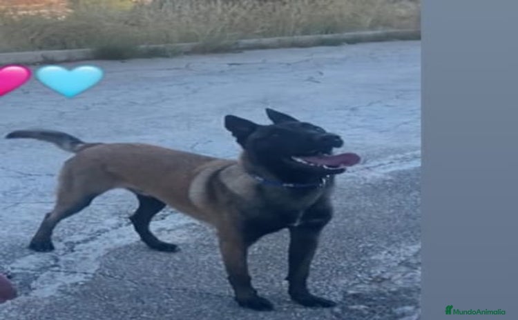 Pastor Belga Malinois perros - Anuncio 1