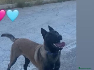 Pastor Belga Malinois perros - Anuncio 1