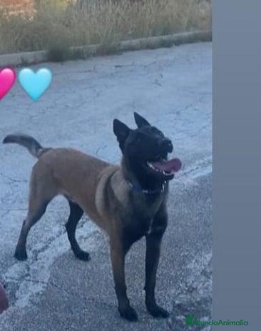 Pastor Belga Malinois perros - Anuncio 1