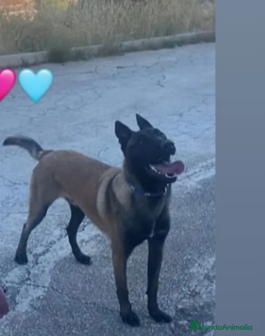 Pastor Belga Malinois perros en venta: CAMADA MALINOIS  - Anuncio 1