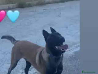 Pastor Belga Malinois perros CAMADA MALINOIS - Anuncio 2