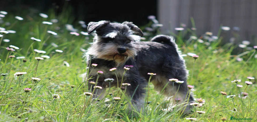 Imagen de galería {{count}}