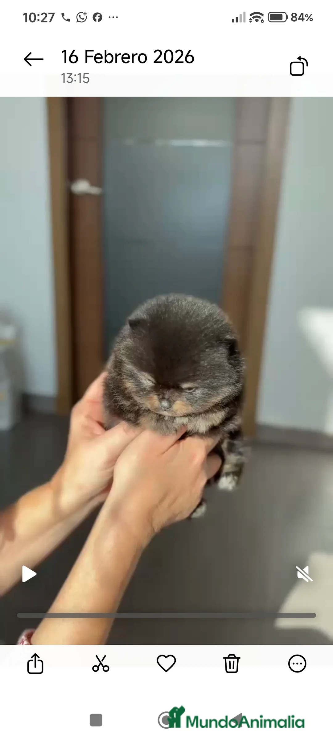 Pomerania perros en venta: Lulú de pomerania colores exoticos  - Anuncio 3