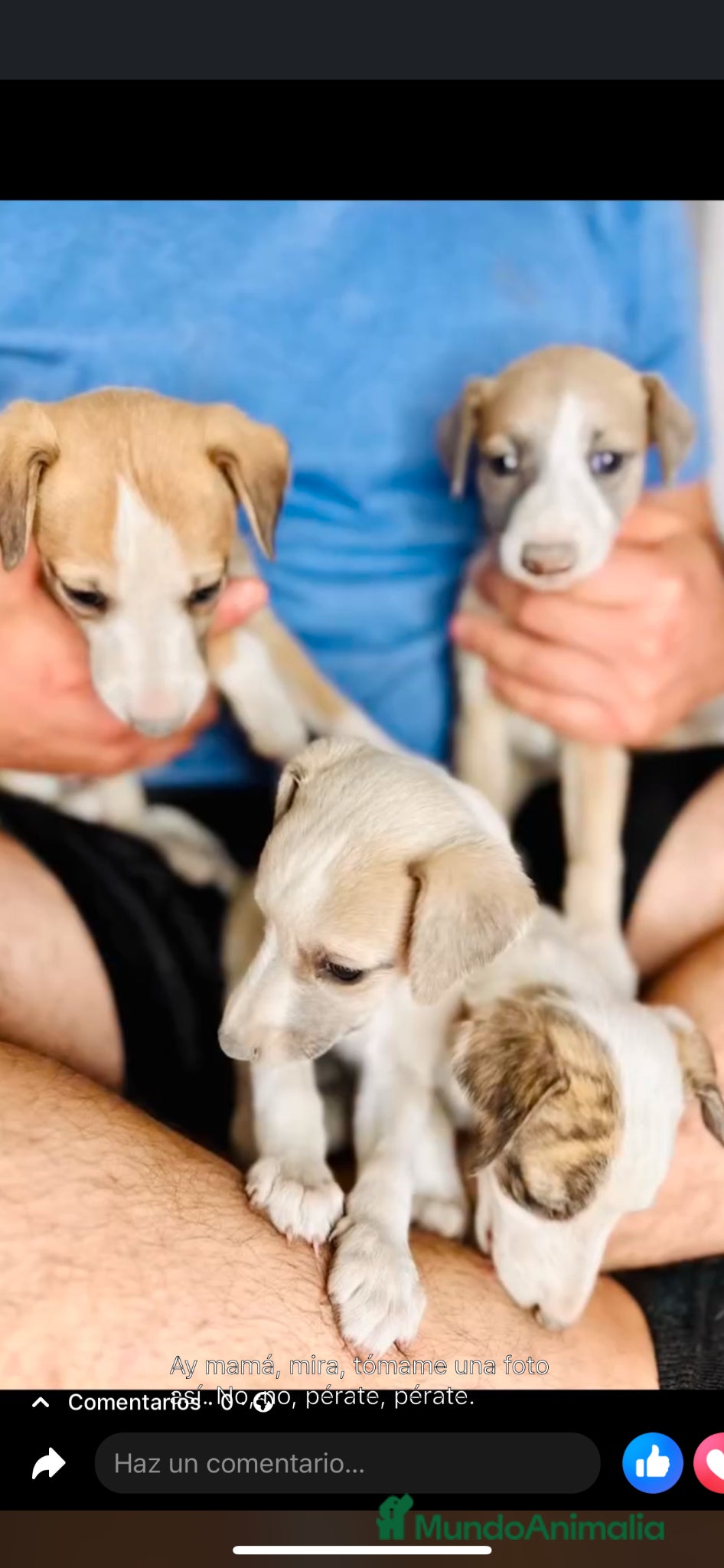 Whippet perros en venta: WHIPPET PUPPY  - Anuncio 3