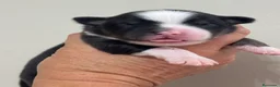 Pastor Australiano perros en venta: Cachorros pastor australiano  - Anuncio 6