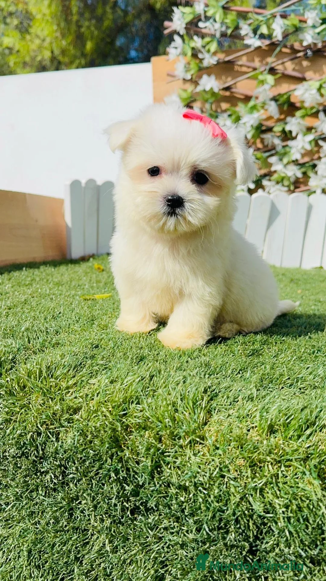 Bichón Maltés perros en venta: BICHON MALTES - HEMBRA - Anuncio 33