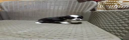 Chihuahua perros en venta: Chihuahua toy - Anuncio 3