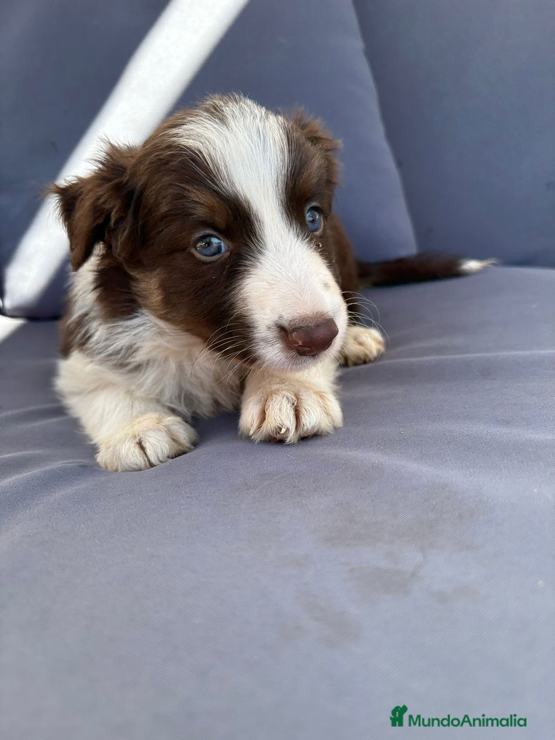 Border Collie perros en venta: Border collie chocolate  - Imagen 22