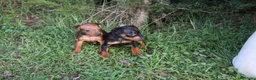 Pinscher Miniatura perros en venta: Pinscher miniatura disponibles  - Anuncio 2