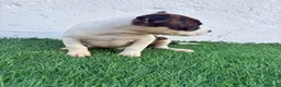 American Staffordshire-Terrier perros en venta: American Stanffordshire terrier - Anuncio 6