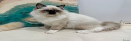 Ragdoll gatos en venta: Gatito Ragdoll Seal Mitted - Anuncio 8