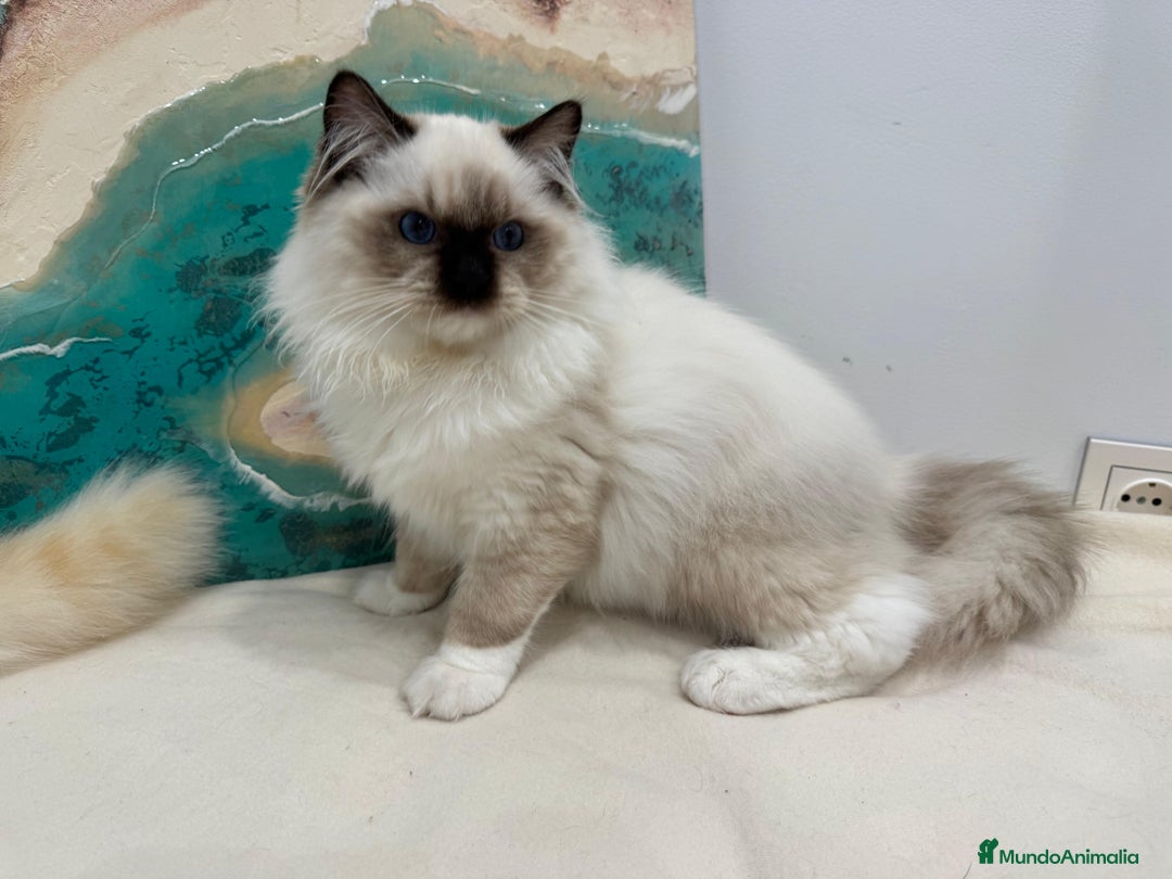 Ragdoll gatos en venta: Gatito Ragdoll Seal Mitted - Anuncio 8
