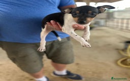 Gos Rater Valencià perros en venta: Ratonero valenciano - Imagen 3