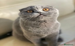 Scottish Fold gatos en venta: Scottish fold adulto - Imagen 3