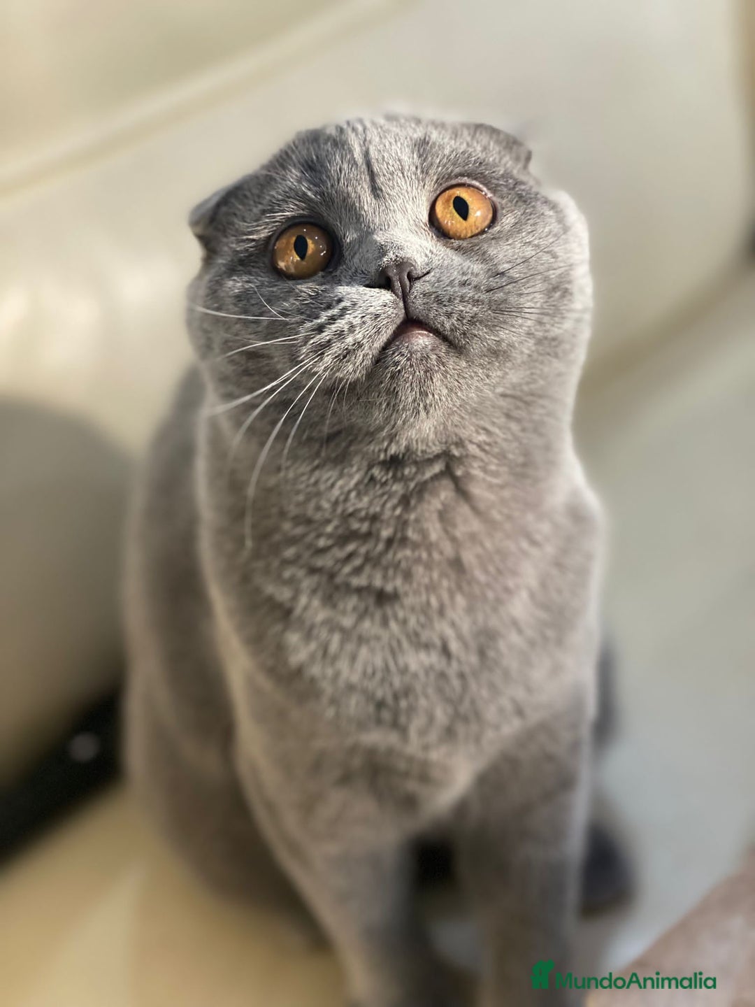 Scottish Fold gatos en venta: Scottish fold adulto - Imagen 3