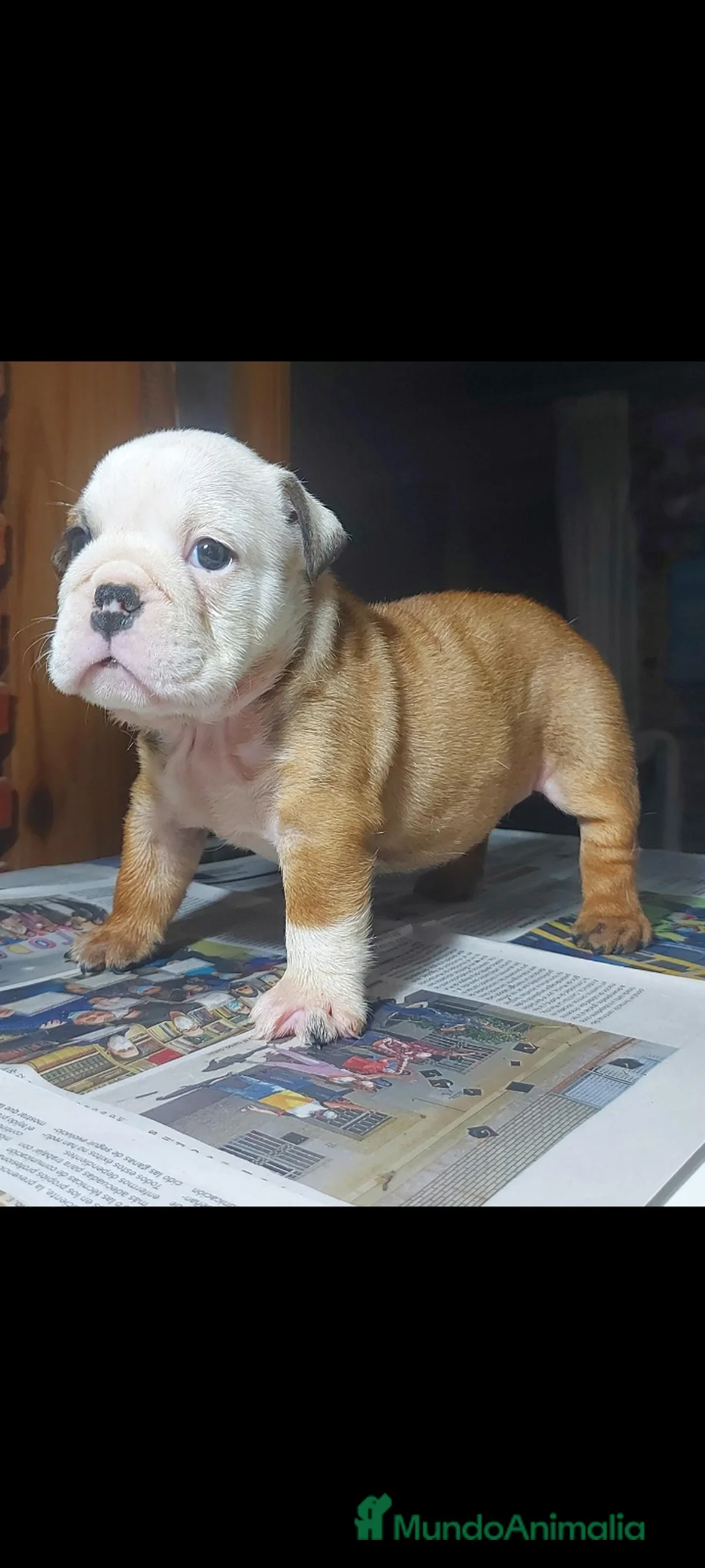 Imagen de galería {{count}}