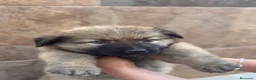 Pastor del Cáucaso perros en venta: Pastor del caucaso macho 🐾🐶 en Murcia - Anuncio 3