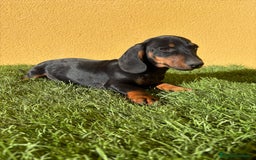 Teckel Miniatura perros en venta: macho teckel miniatura negro fuego  - Imagen 15