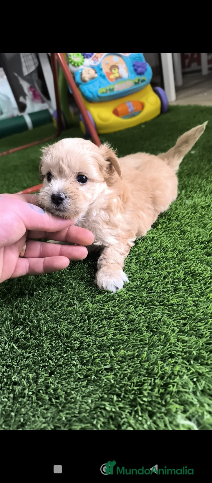 Maltipoo perros Maltipoo mini - Anuncio 4