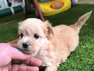 Maltipoo perros Maltipoo mini - Anuncio 2