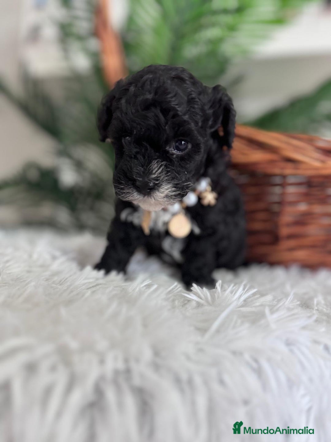 Caniche Toy perros en venta: CANICHE TOY HEMBRA - Anuncio 4