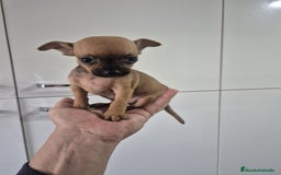 Chihuahua perros en venta: Chihuahua toy - Anuncio 4