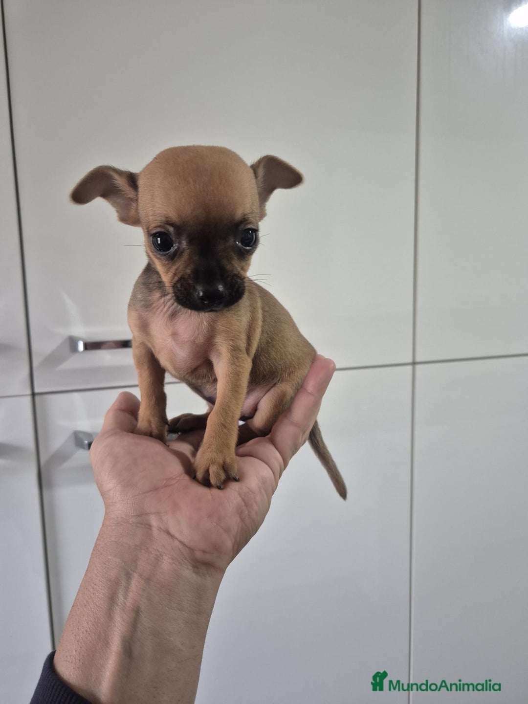Chihuahua perros en venta: Chihuahua toy - Anuncio 4