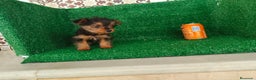 Yorkshire Terrier perros en venta: Yorkshire terrier  - Anuncio 4