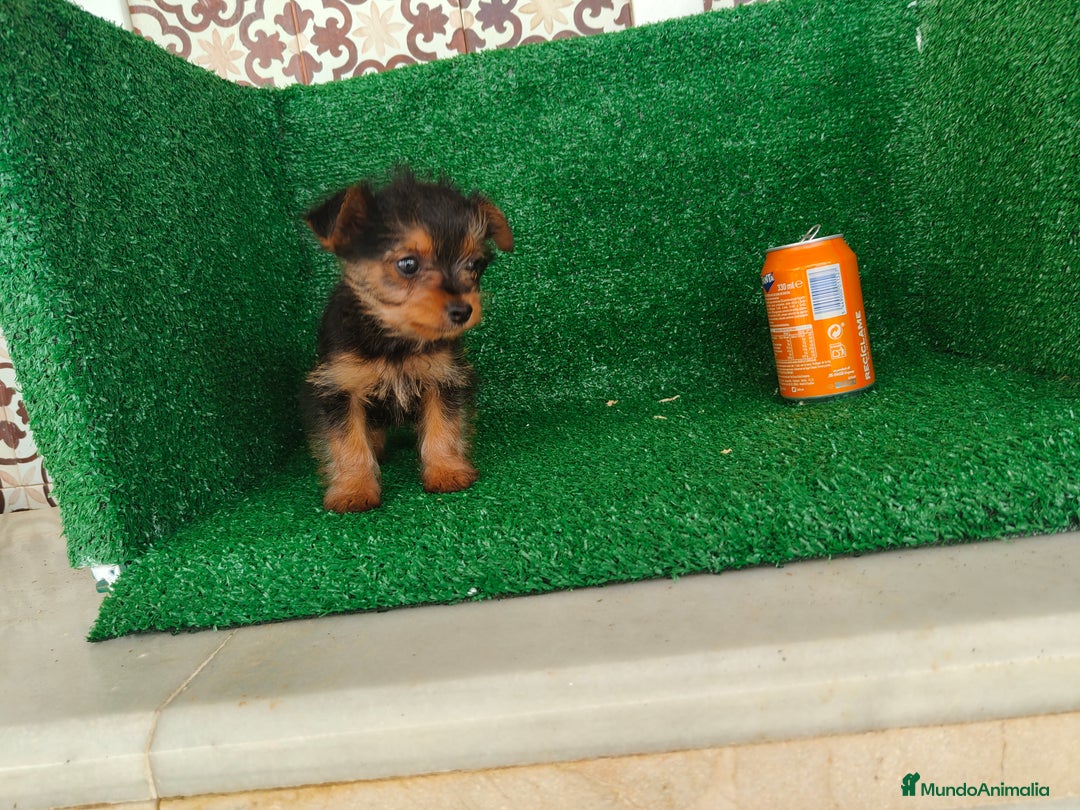 Yorkshire Terrier perros en venta: Yorkshire terrier  - Anuncio 4
