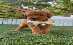 Caniche Toy perros en venta: CANICHE TOY  - Imagen 2