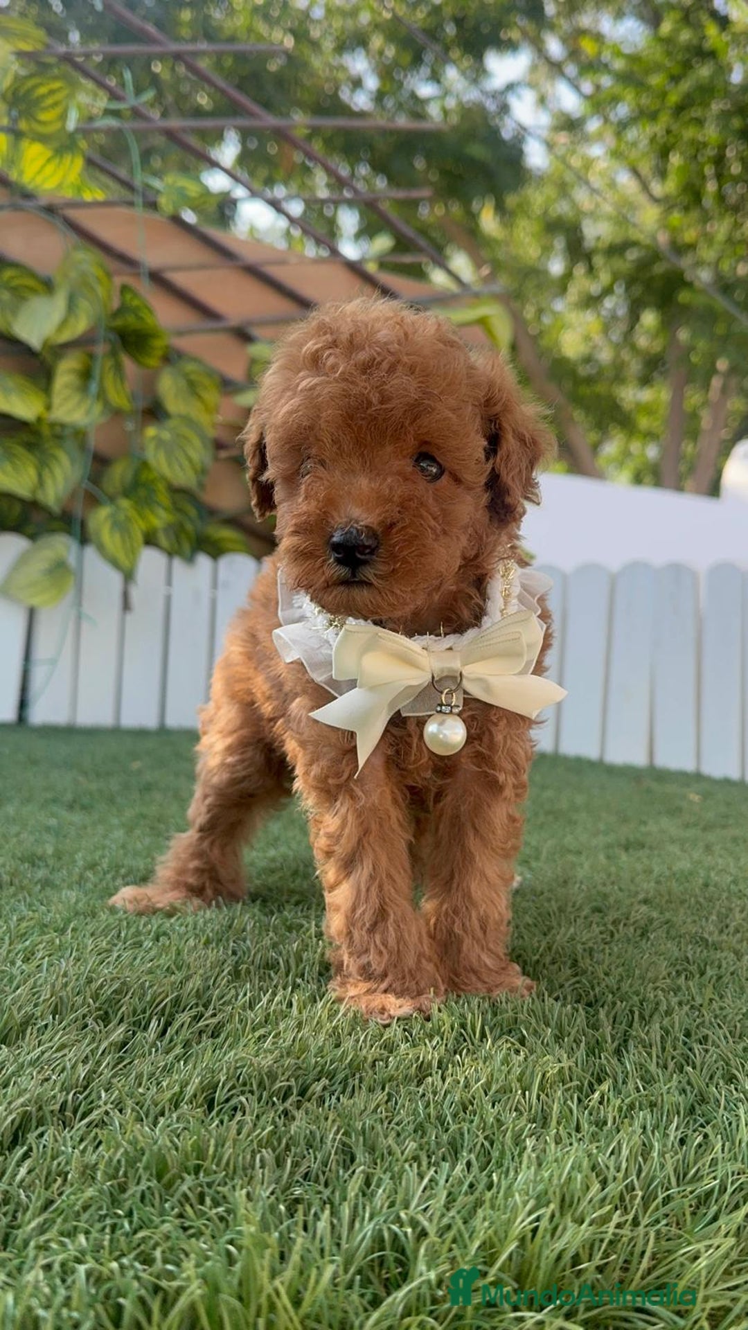 Caniche Toy perros en venta: CANICHE TOY  - Imagen 2