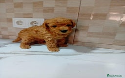 Caniche Enano perros en venta: Caniche pimentón y apricot  - Imagen 17