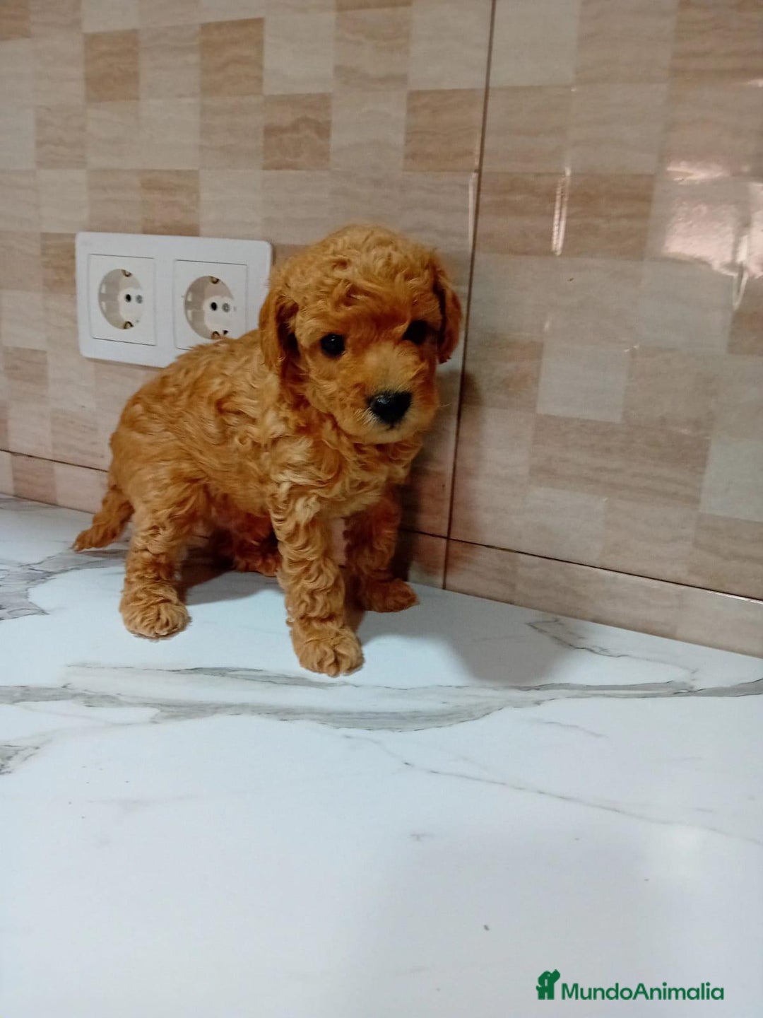 Caniche Enano perros en venta: Caniche pimentón y apricot  - Imagen 17