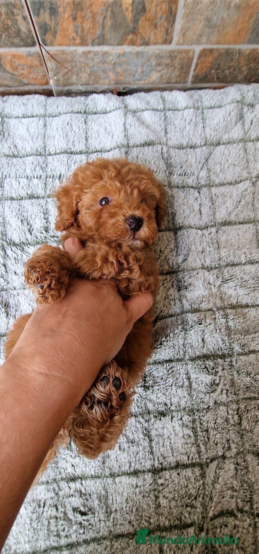 Caniche Enano perros en venta: Macho rojo pimentón  - Imagen 1