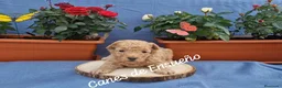 Caniche Toy perros en venta: Caniche apricot enano/toy - Anuncio 2