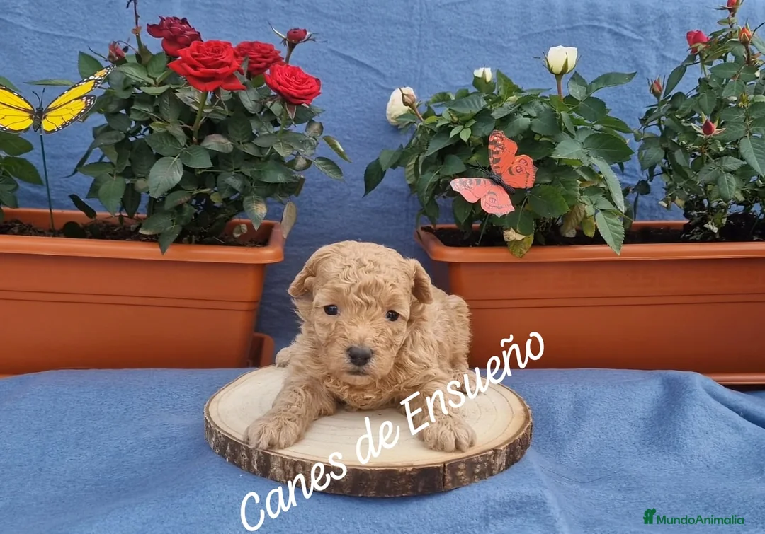 Caniche Toy perros en venta: Caniche apricot enano/toy - Anuncio 2