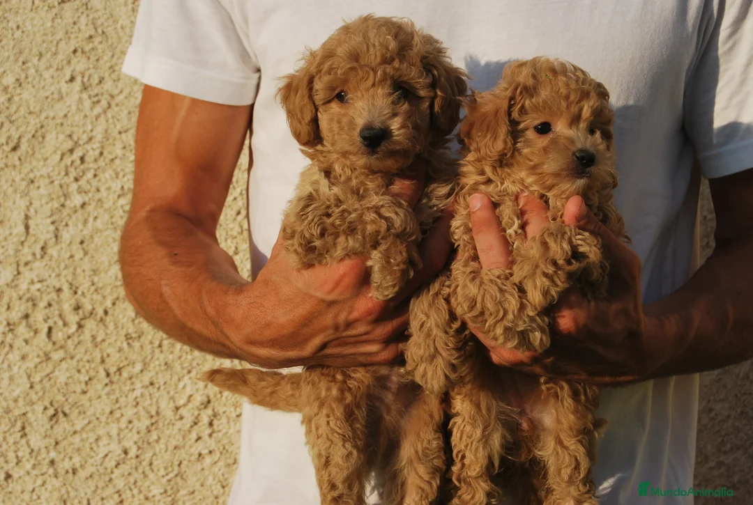 Caniche Toy perros en venta: Cachorros de Caniche disponibles, somos criadores en Madrid - Anuncio 4