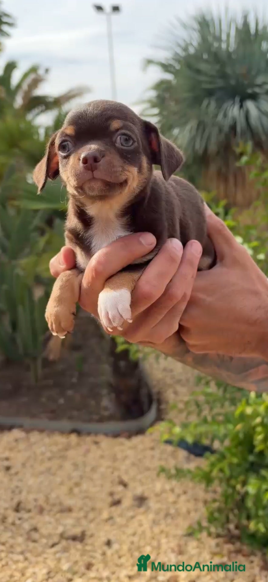 Chihuahua perros 🐶 CHIHUAHUA TRICOLOR CHOCOLATE  🤎 - Anuncio 1