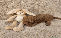 Caniche Toy perros en venta: ⚜️ caniche toy y enano 50 %asiatico ⚜️ - Imagen 8