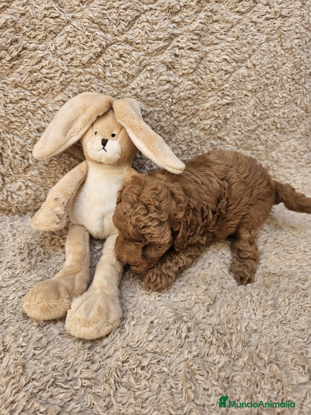 Caniche Toy perros en venta: ⚜️ caniche toy y enano 50 %asiatico ⚜️ - Imagen 8