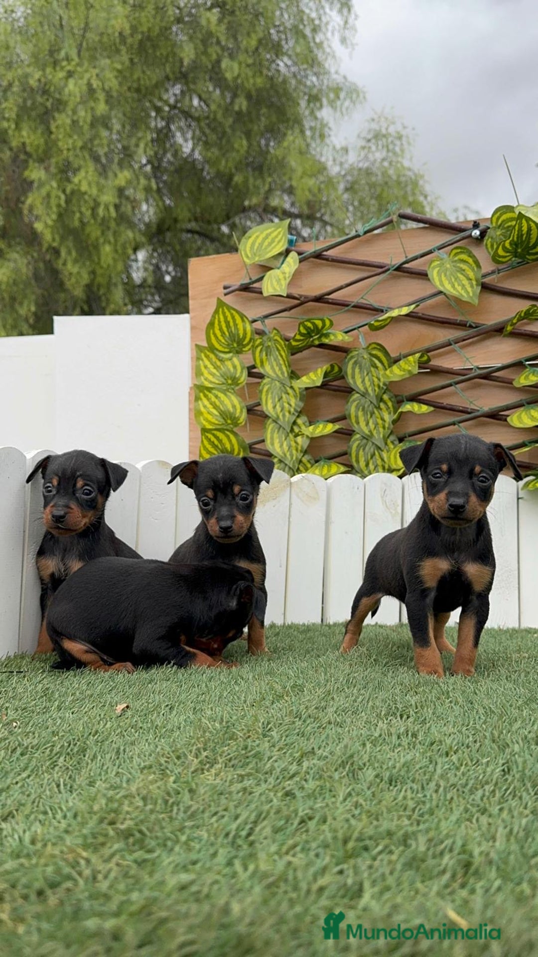 Pinscher Miniatura perros en venta: Pinscher - Imagen 20