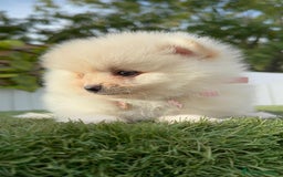 Pomerania perros en venta: POMERANIA HEMBRA - Imagen 4