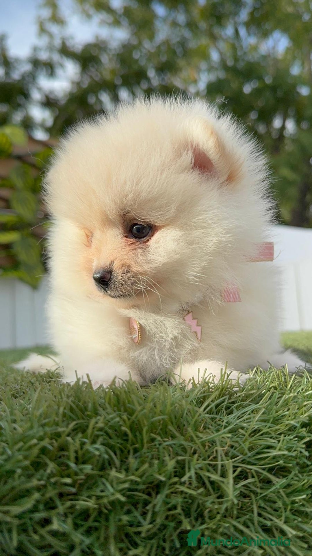 Pomerania perros en venta: POMERANIA HEMBRA - Imagen 4