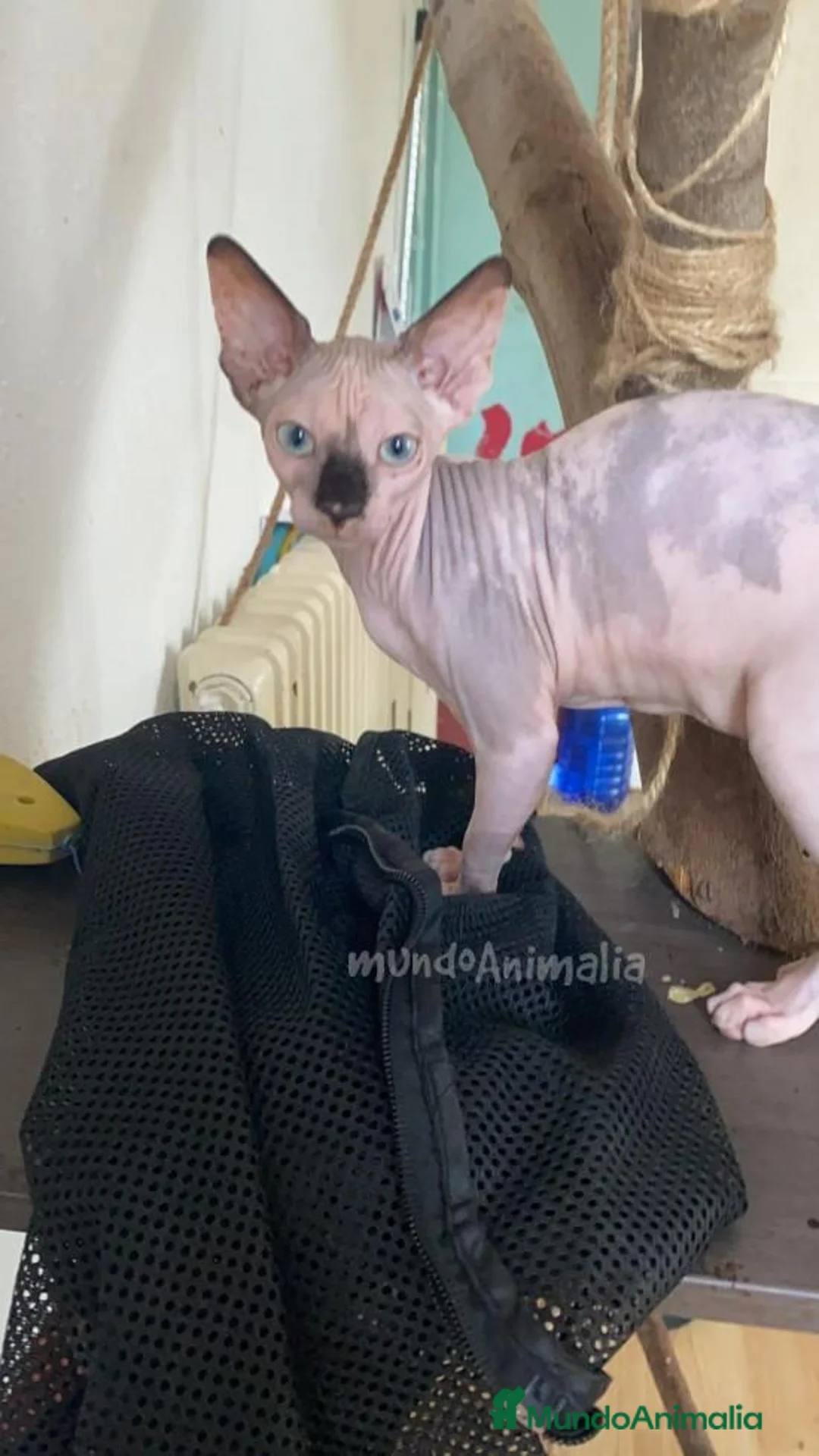 Imagen de galería {{count}}