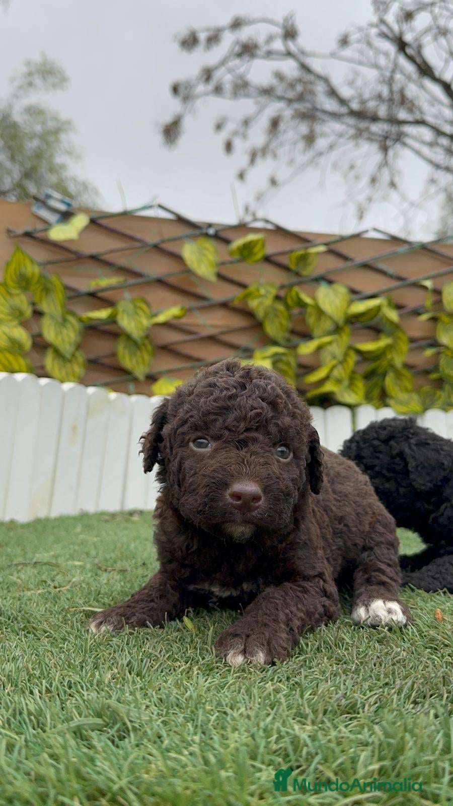 Perro de Agua Español perros PERRO DE AGUA HEMBRAS - Anuncio 2