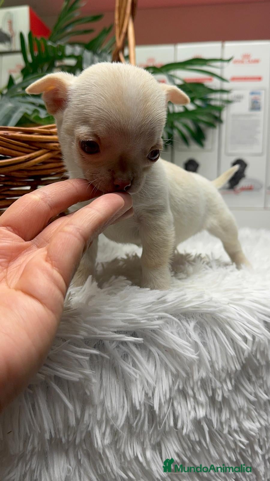 Chihuahua perros CHIHUAHUA HEMBRA - Anuncio 15