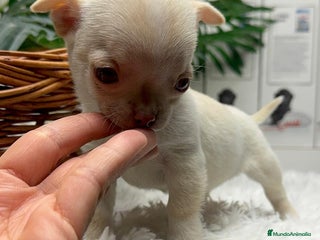 Chihuahua perros CHIHUAHUA HEMBRA - Anuncio 1